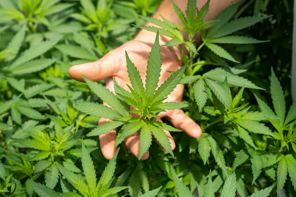 Mano sosteniendo una hoja joven