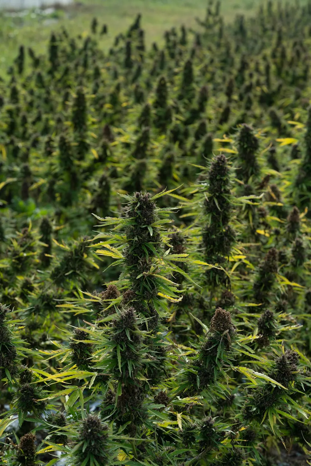 Plantas en plena floración