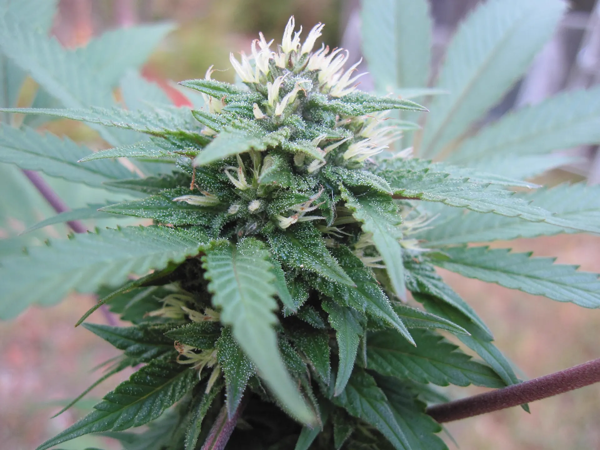 Planta de cannabis en floración