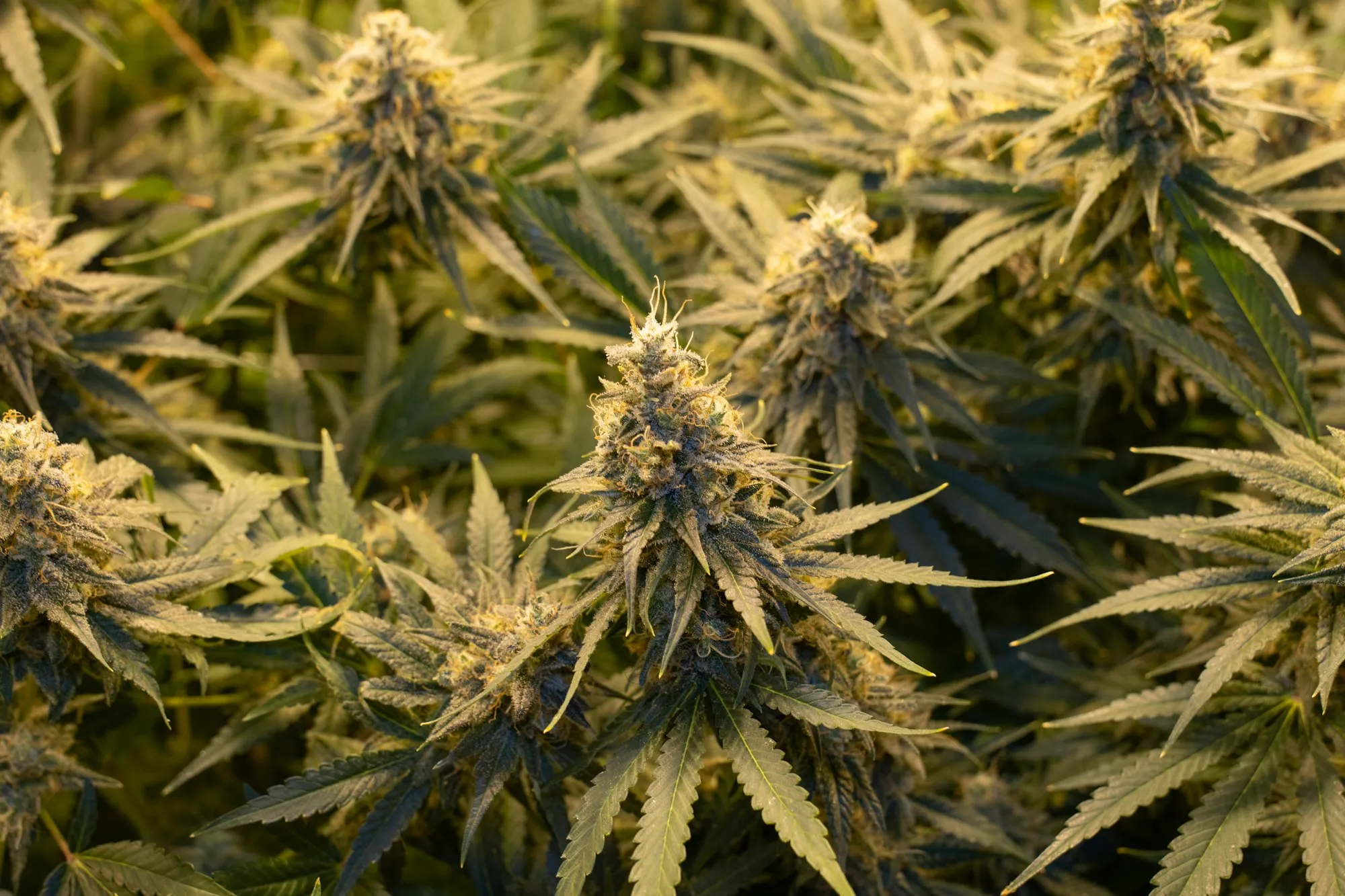 Campo de plantas de cannabis en floración