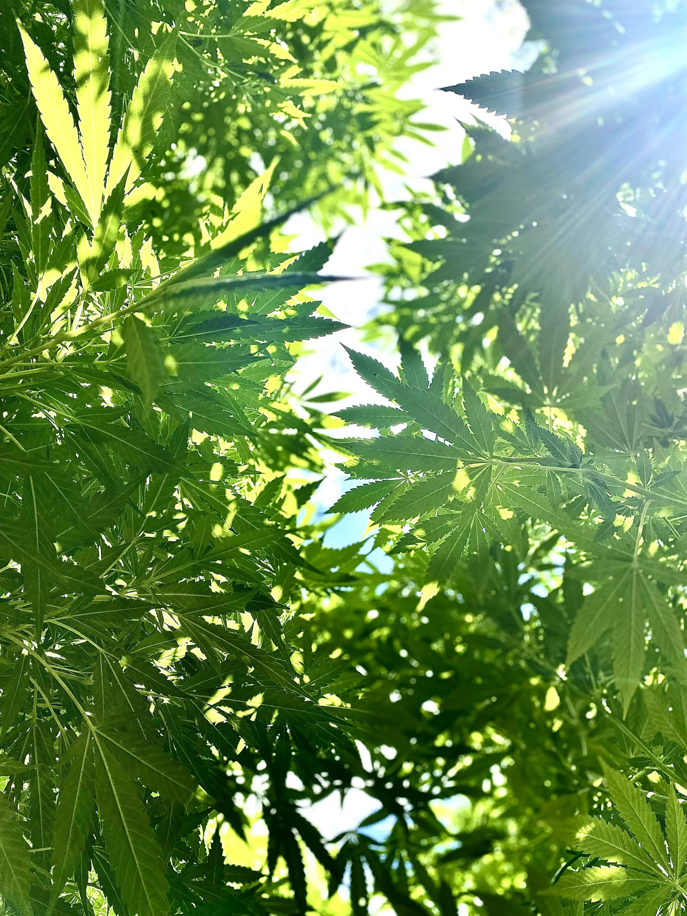 El sol se filtra entre hojas verdes
