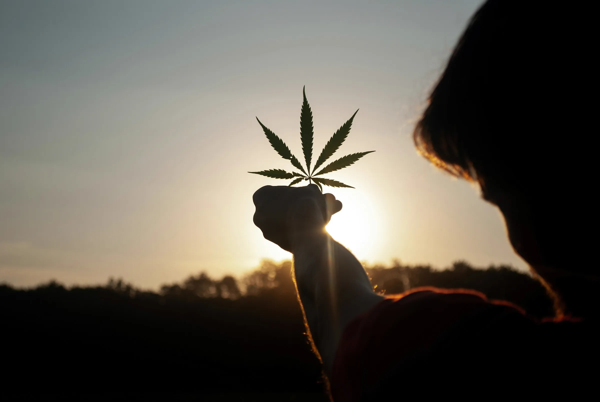 Una mano alza una hoja contra el sol del atardecer