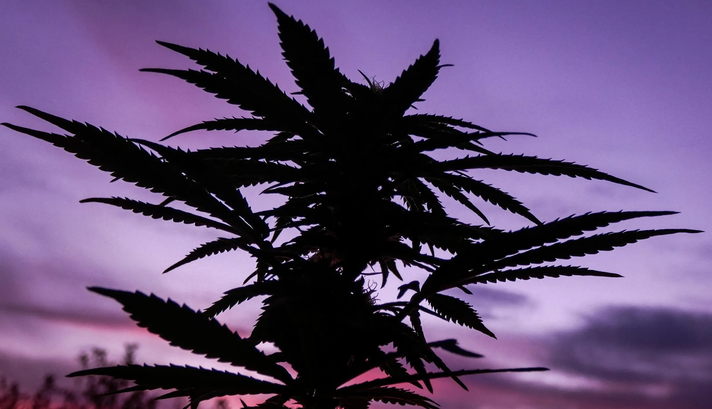 Silueta de una planta contra el cielo violeta del atardecer