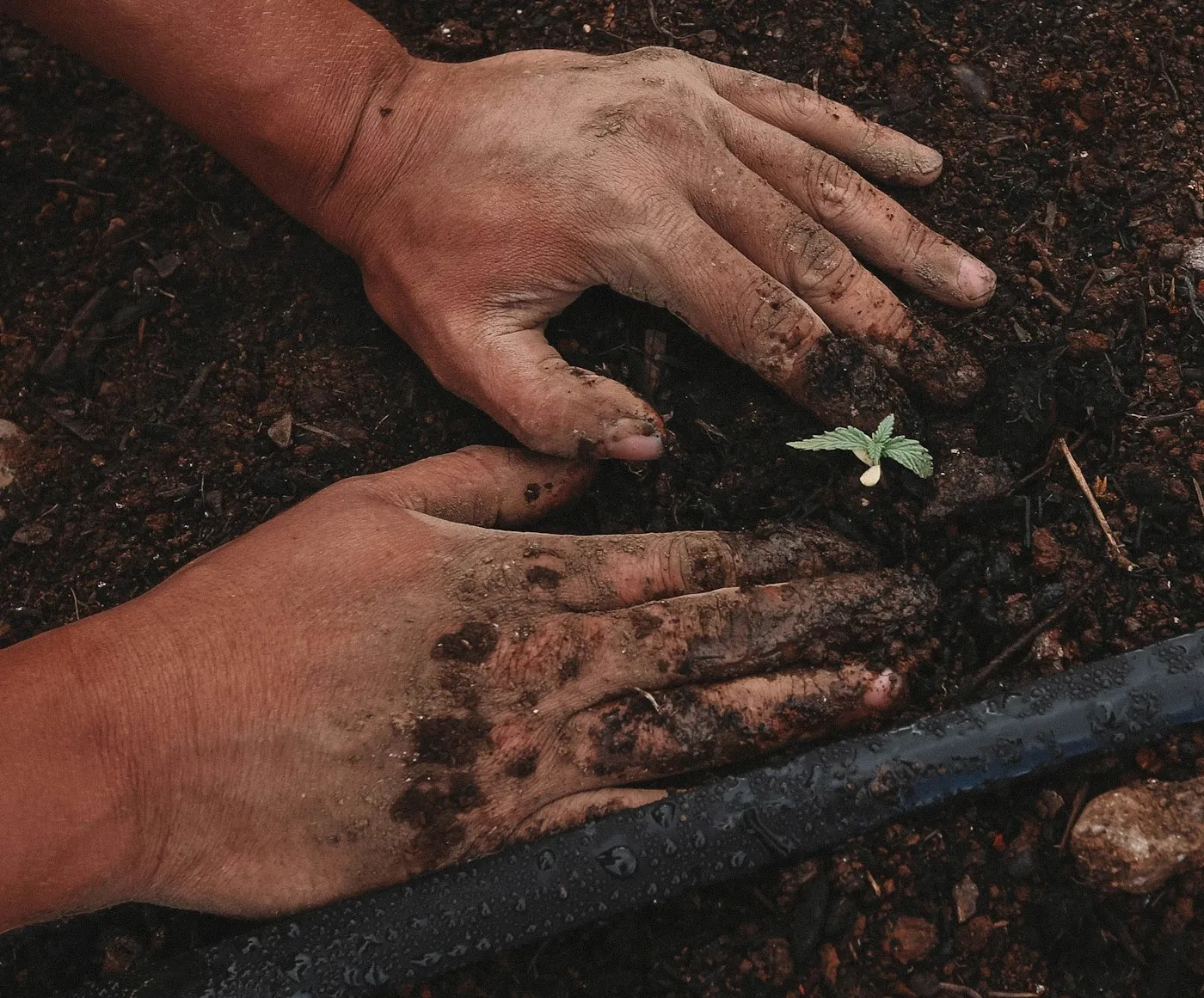 Manos con tierra plantando un brote
