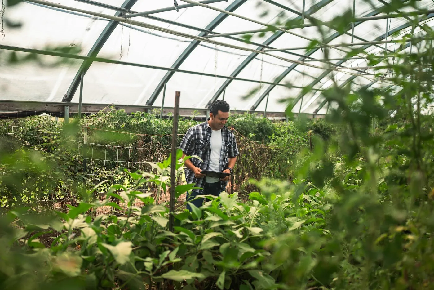 Trabajo en la huerta dentro del invernáculo
