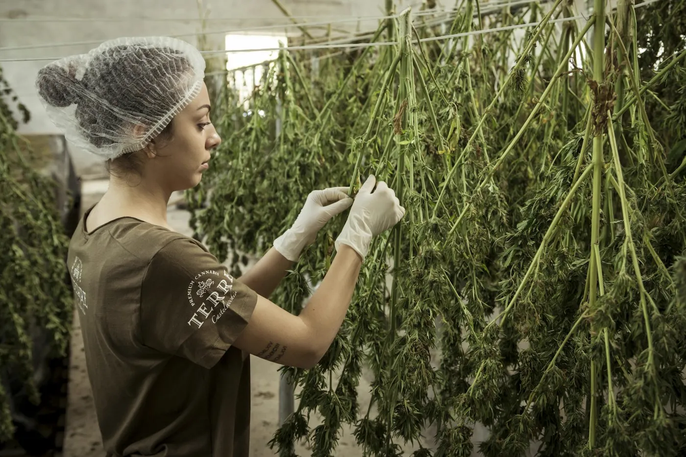 Ramas colgadas secándose