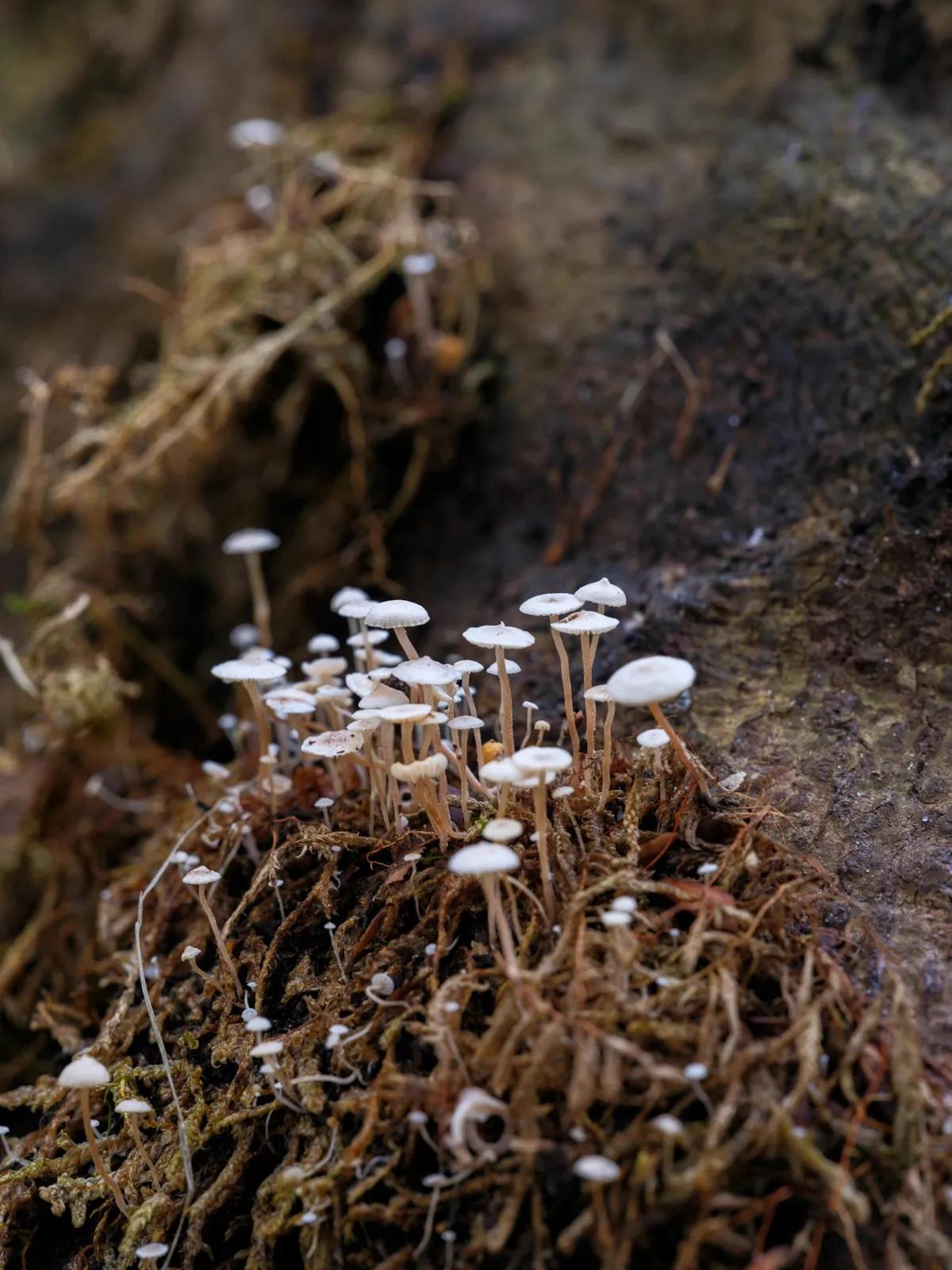 Pequeños hongos blancos brotando del suelo