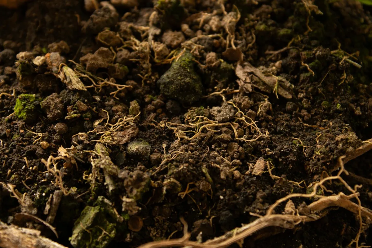 Raíces finas atravesando tierra con materia orgánica